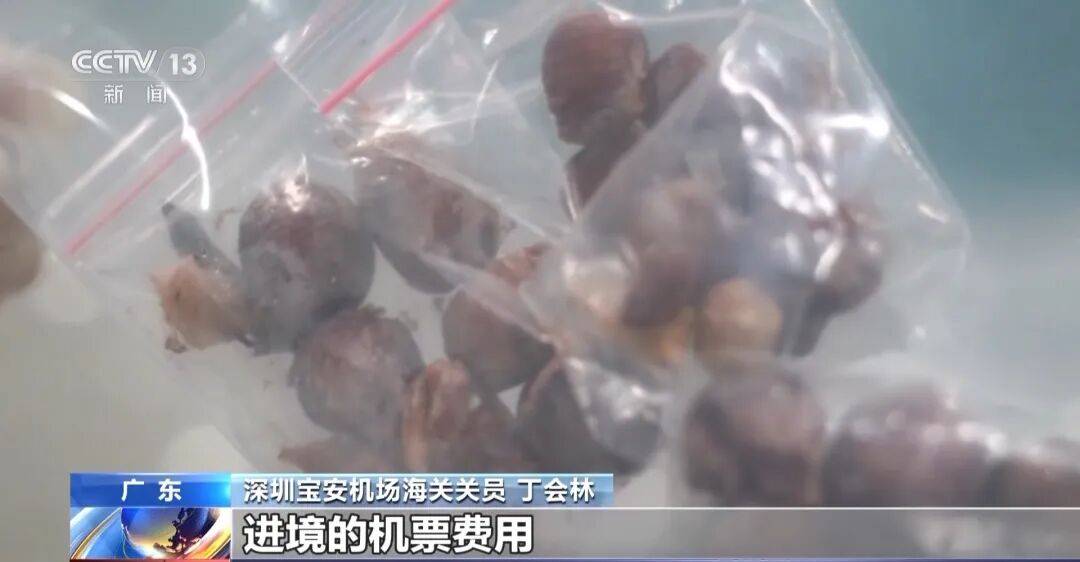 掀开衣服，密密麻麻！200多只活虫惊现深圳机场……