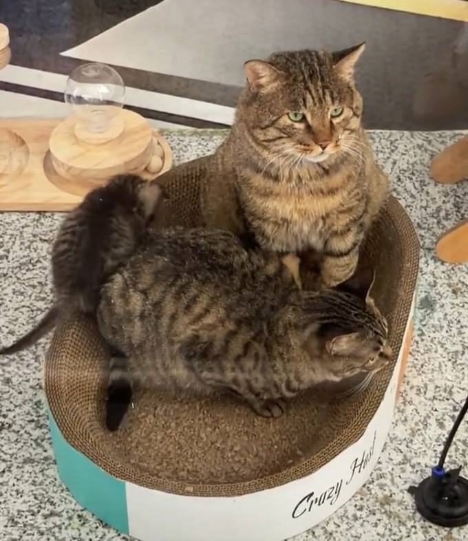 兰州机场“捕鼠办”走红 官方回应:流浪猫为一家三口,享专人照顾待遇