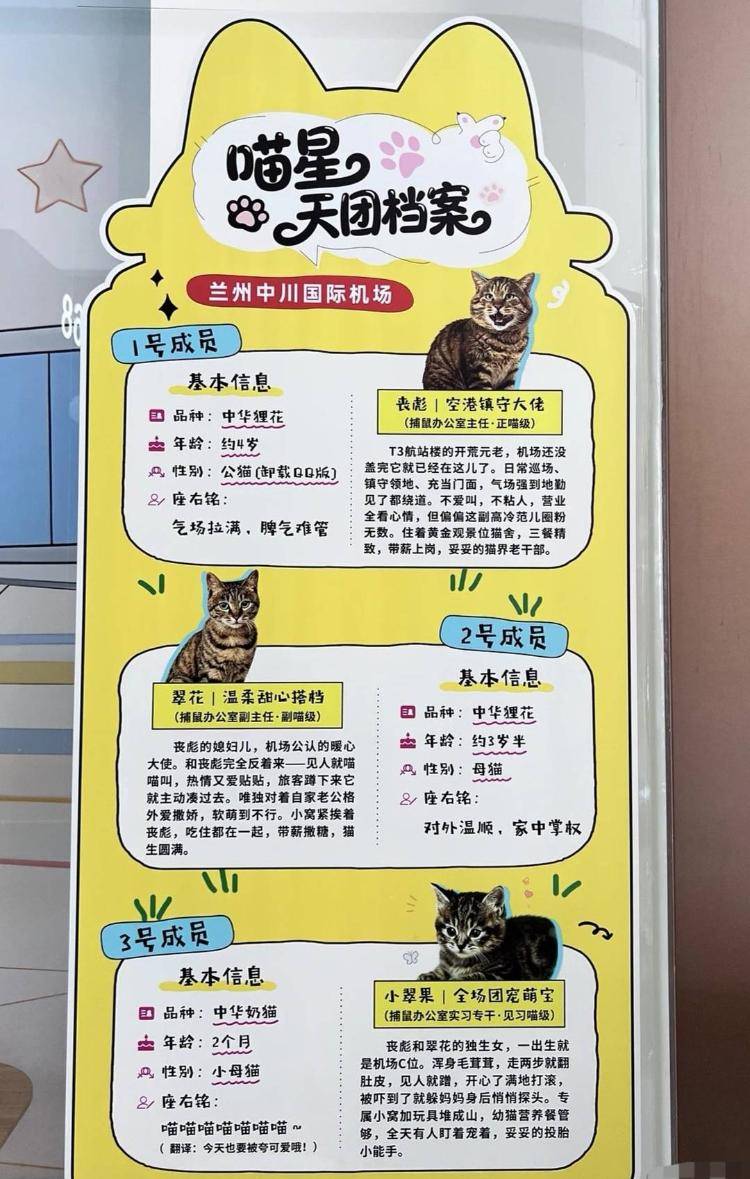 兰州机场“捕鼠办”走红 官方回应:流浪猫为一家三口,享专人照顾待遇