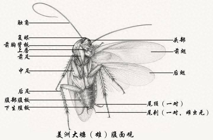 北京的“大蟑螂”，真变多了吗？